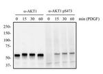 Phospho-AKT1 (Ser473) Antibody in Western Blot (WB)