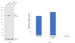 TBK1 Antibody