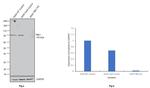 TBK1 Antibody