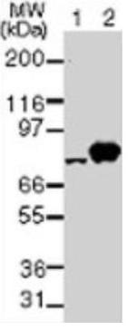 TBK1 Antibody in Western Blot (WB)