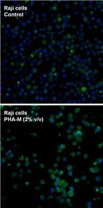 CD69 Antibody