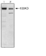 Nucleolin Antibody in Western Blot (WB)