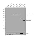 6x-His Tag Antibody in Western Blot (WB)