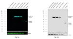 6x-His Tag Antibody in Western Blot (WB)