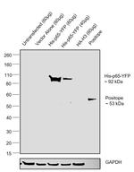 6x-His Tag Antibody in Western Blot (WB)