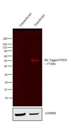 6x-His Tag Antibody in Western Blot (WB)