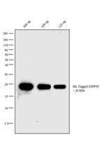 6x-His Tag Antibody in Western Blot (WB)