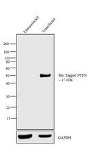 6x-His Tag Antibody in Western Blot (WB)