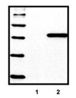 6x-His Tag Antibody in Western Blot (WB)