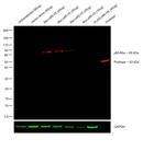 Myc Tag Antibody in Western Blot (WB)