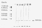 FGF2 Antibody in Western Blot (WB)