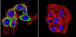 THRA/THRB Antibody in Immunocytochemistry (ICC/IF)