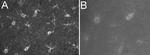 S100 Antibody in Immunohistochemistry - Free Floating (IHC (Free))