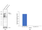 BRCA1 Antibody in Western Blot (WB)