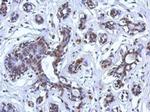 BRCA1 Antibody in Immunohistochemistry (Paraffin) (IHC (P))