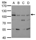 DNA Ligase III Antibody in Western Blot (WB)