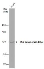 POLD1 Antibody in Western Blot (WB)