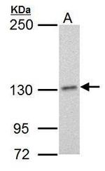 POLD1 Antibody in Western Blot (WB)