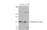 POLD1 Antibody in Western Blot (WB)