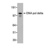 POLD1 Antibody in Western Blot (WB)