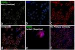 FOXO1 Antibody in Immunocytochemistry (ICC/IF)