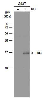 ID3 Antibody in Western Blot (WB)