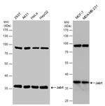 JAB1 Antibody in Western Blot (WB)