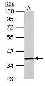 JAB1 Antibody in Western Blot (WB)