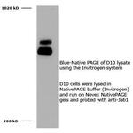 JAB1 Antibody in Western Blot (WB)