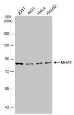 MRE11 Antibody in Western Blot (WB)