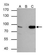 Nuclear Matrix Protein p84 Antibody in Immunoprecipitation (IP)