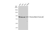 Nuclear Matrix Protein p84 Antibody in Western Blot (WB)