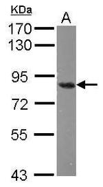 Nuclear Matrix Protein p84 Antibody in Western Blot (WB)