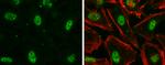 Nuclear Matrix Protein p84 Antibody in Immunocytochemistry (ICC/IF)