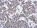 Nuclear Matrix Protein p84 Antibody in Immunohistochemistry (Paraffin) (IHC (P))