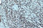 Nuclear Matrix Protein p84 Antibody in Immunohistochemistry (Paraffin) (IHC (P))