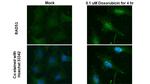 RAD51 Antibody in Immunocytochemistry (ICC/IF)