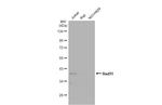 RAD51 Antibody in Western Blot (WB)