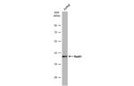 RAD51 Antibody in Western Blot (WB)