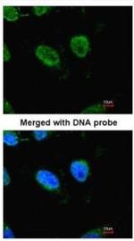 RbAp48 Antibody in Immunocytochemistry (ICC/IF)