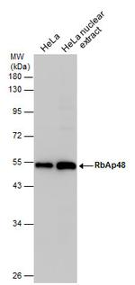 RbAp48 Antibody in Western Blot (WB)