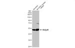 RbAp48 Antibody in Western Blot (WB)