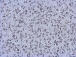 RbAp46/RbAp48 Antibody in Immunohistochemistry (Paraffin) (IHC (P))