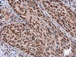 RbAp46/RbAp48 Antibody in Immunohistochemistry (Paraffin) (IHC (P))