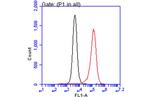 TSG101 Antibody in Flow Cytometry (Flow)