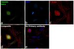 TSG101 Antibody in Immunocytochemistry (ICC/IF)