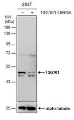 TSG101 Antibody