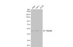 TSG101 Antibody in Western Blot (WB)