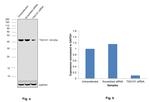 TSG101 Antibody in Western Blot (WB)