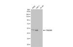 TSG101 Antibody in Western Blot (WB)